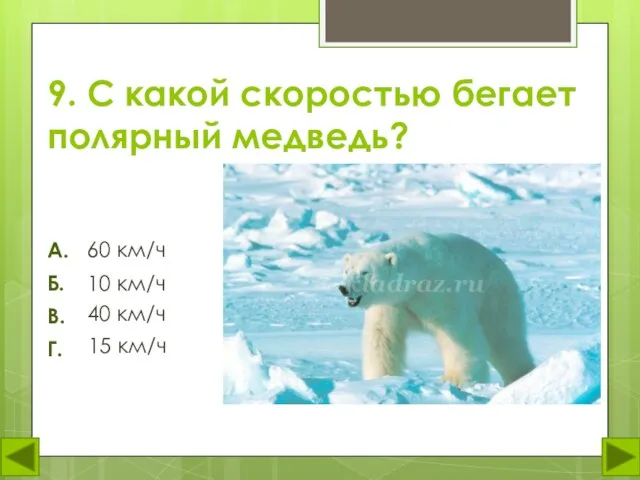 9. С какой скоростью бегает полярный медведь? 60 км/ч А. Б. В.
