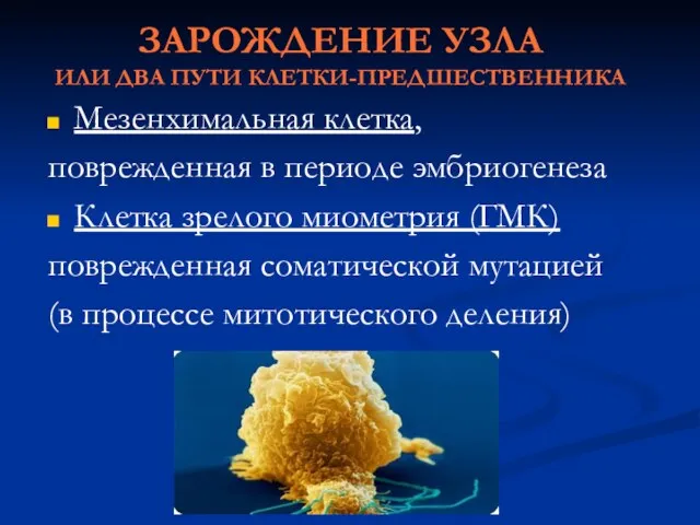 ЗАРОЖДЕНИЕ УЗЛА ИЛИ ДВА ПУТИ КЛЕТКИ-ПРЕДШЕСТВЕННИКА Мезенхимальная клетка, поврежденная в периоде эмбриогенеза