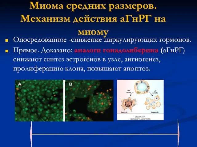 Миома средних размеров. Механизм действия аГнРГ на миому Опосредованное -снижение циркулирующих гормонов.