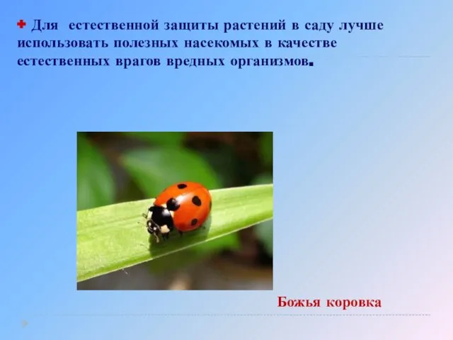 + Для естественной защиты растений в саду лучше использовать полезных насекомых в