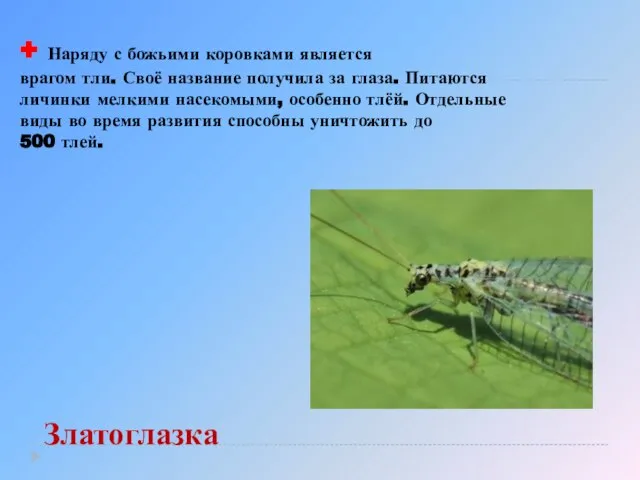 + Наряду с божьими коровками является врагом тли. Своё название получила за