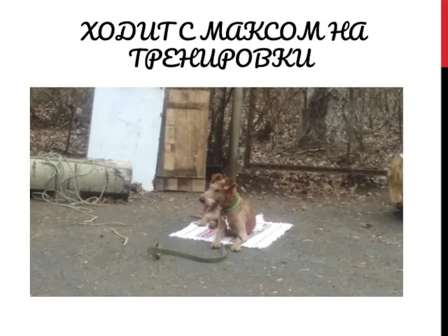 ХОДИТ С МАКСОМ НА ТРЕНИРОВКИ