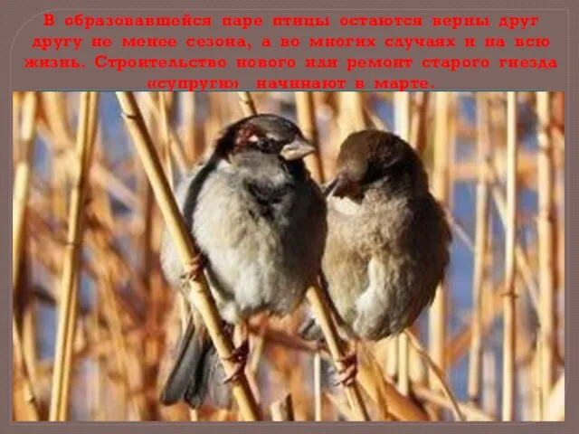 В образовавшейся паре птицы остаются верны друг другу не менее сезона, а
