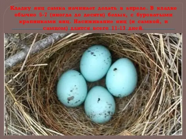 Кладку яиц самка начинает делать в апреле. В кладке обычно 5-7 (иногда
