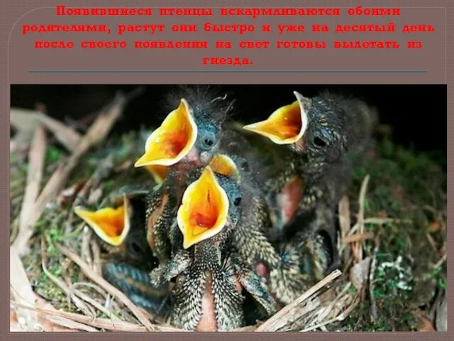 Появившиеся птенцы вскармливаются обоими родителями, растут они быстро и уже на десятый