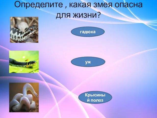 Определите , какая змея опасна для жизни? гадюка уж Крысиный полоз