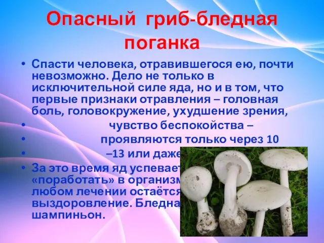 Опасный гриб-бледная поганка Спасти человека, отравившегося ею, почти невозможно. Дело не только