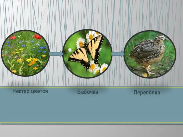 Нектар цветов Бабочка Перепёлка
