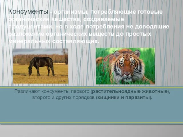 Различают консументы первого (растительноядные животные), второго и других порядков (хищники и паразиты).