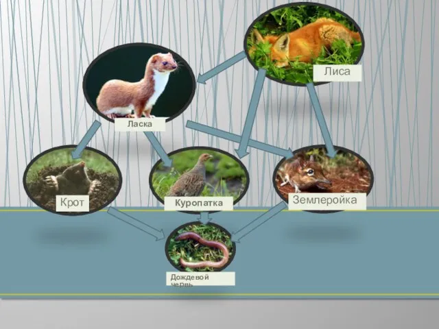 Крот Дождевой червь Куропатка Землеройка Лиса Ласка