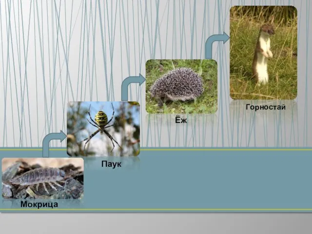 Паук Ёж Горностай Мокрица