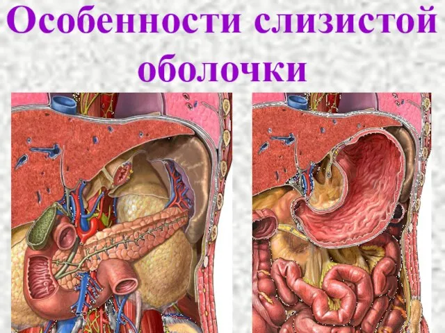 Особенности слизистой оболочки