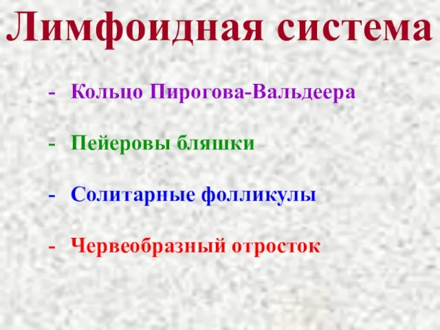 Лимфоидная система - Кольцо Пирогова-Вальдеера - Пейеровы бляшки - Солитарные фолликулы - Червеобразный отросток