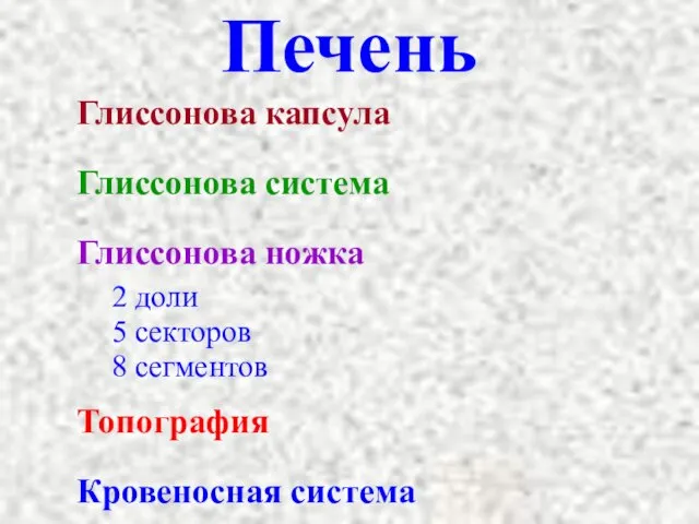 Печень Глиссонова капсула Глиссонова система Глиссонова ножка 2 доли 5 секторов 8 сегментов Топография Кровеносная система