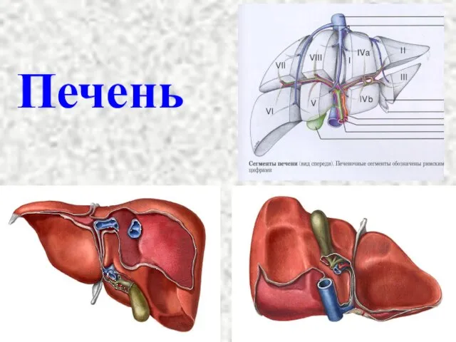 Печень