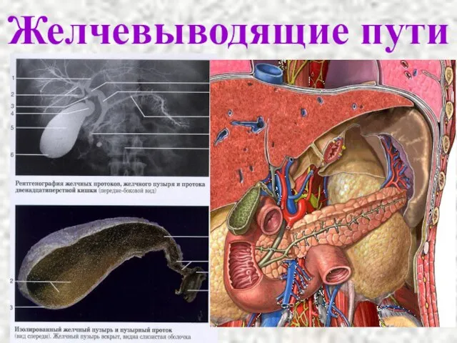 Желчевыводящие пути