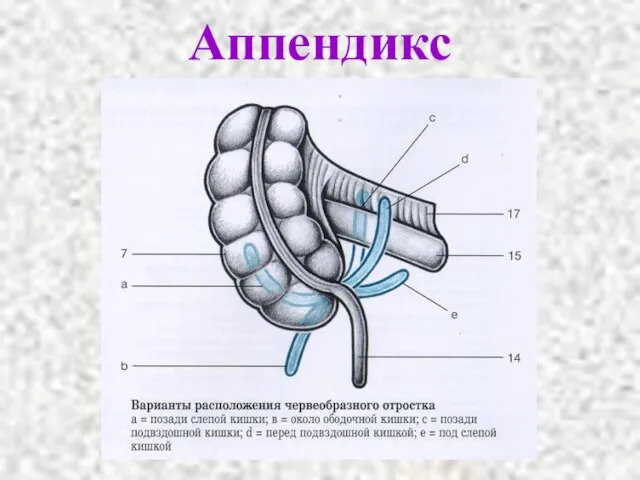 Аппендикс