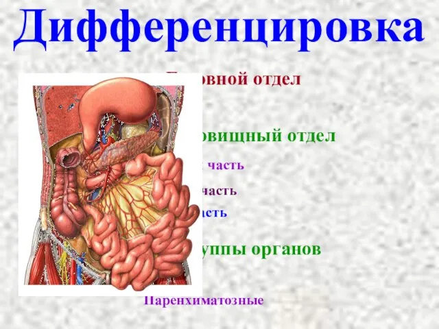 Дифференцировка Головной отдел Туловищный отдел Передняя часть Средняя часть Задняя часть 2 группы органов Полые Паренхиматозные