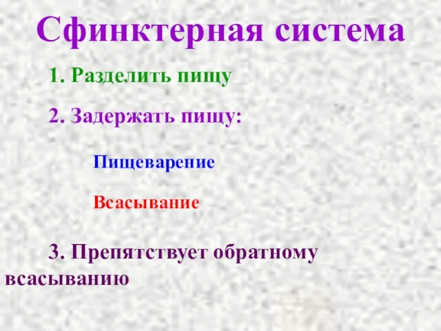 Сфинктерная система 1. Разделить пищу 2. Задержать пищу: Пищеварение Всасывание 3. Препятствует обратному всасыванию