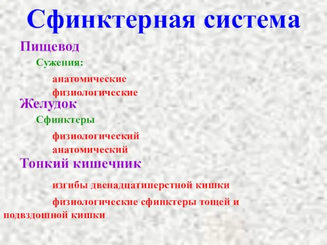 Сфинктерная система Пищевод Сужения: анатомические физиологические Желудок Сфинктеры физиологический анатомический Тонкий кишечник