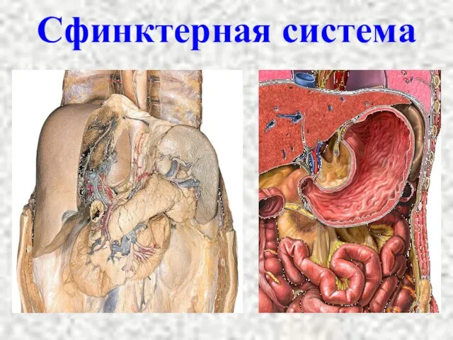 Сфинктерная система