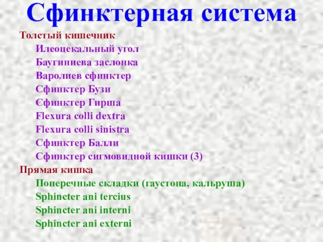 Сфинктерная система Толстый кишечник Илеоцекальный угол Баугиниева заслонка Варолиев сфинктер Сфинктер Бузи