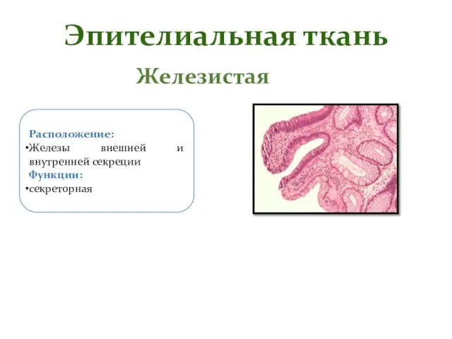 Эпителиальная ткань Железистая Расположение: Железы внешней и внутренней секреции Функции: секреторная