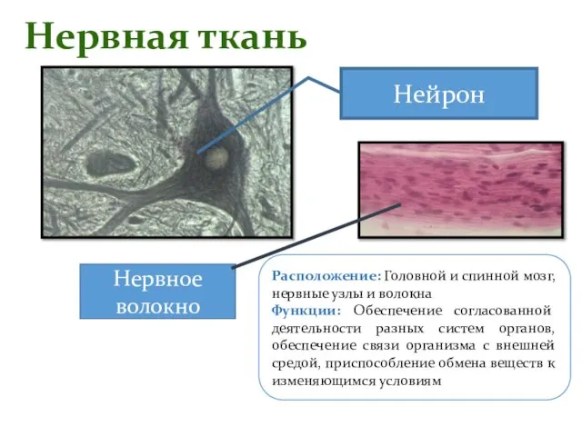 Нервная ткань Расположение: Головной и спинной мозг, нервные узлы и волокна Функции: