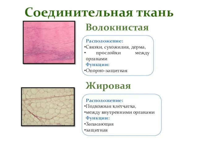 Соединительная ткань Волокнистая Жировая Расположение: Связки, сухожилия, дерма, прослойки между органами Функции: