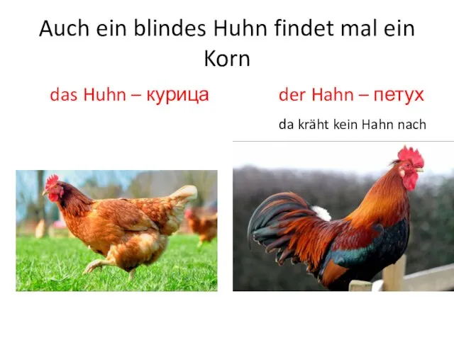 Auch ein blindes Huhn findet mal ein Korn das Huhn – курица