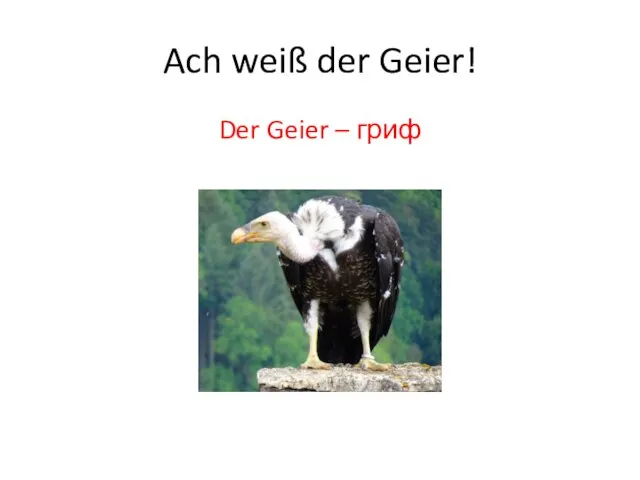 Ach weiß der Geier! Der Geier – гриф