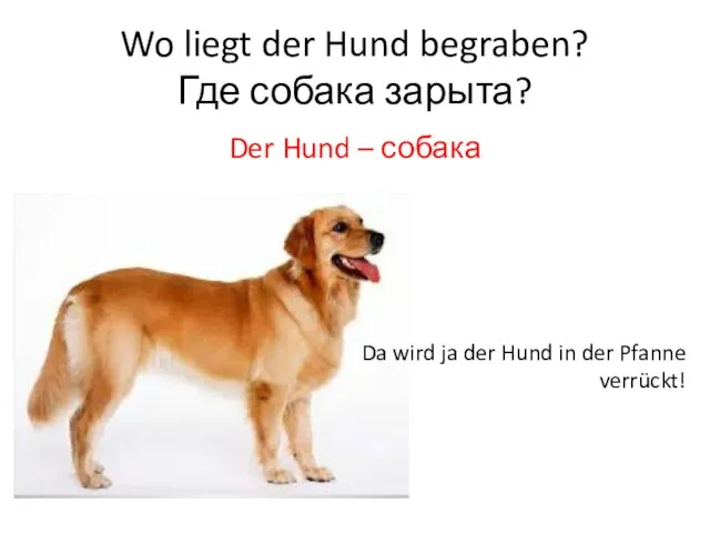 Der Hund – собака Wo liegt der Hund begraben? Где собака зарыта?