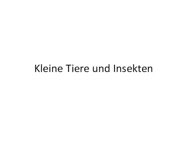 Kleine Tiere und Insekten