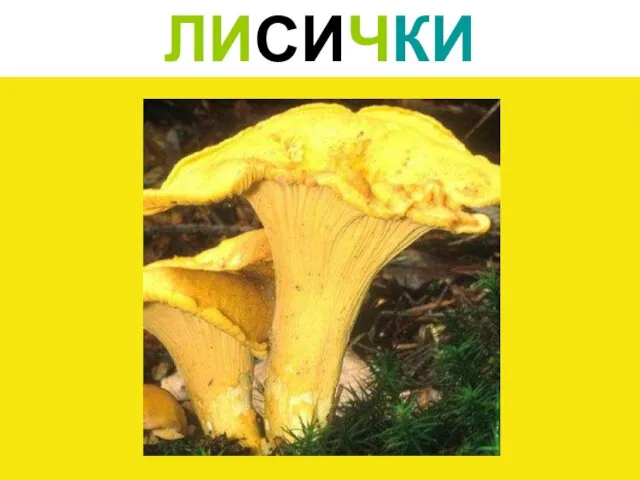 ЛИСИЧКИ