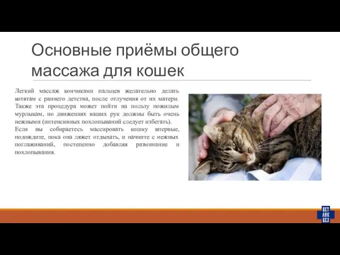 Основные приёмы общего массажа для кошек Легкий массаж кончиками пальцев желательно делать