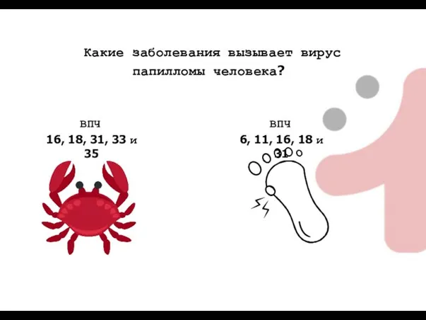 Какие заболевания вызывает вирус папилломы человека? ВПЧ 16, 18, 31, 33 и