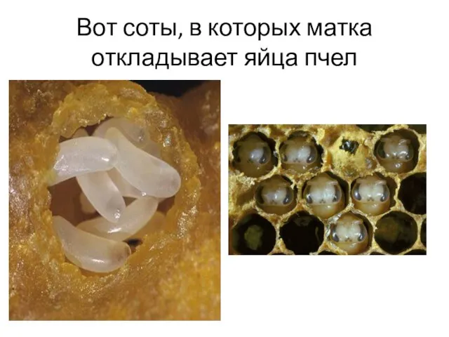 Вот соты, в которых матка откладывает яйца пчел