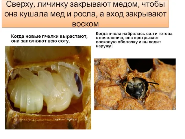 Сверху, личинку закрывают медом, чтобы она кушала мед и росла, а вход