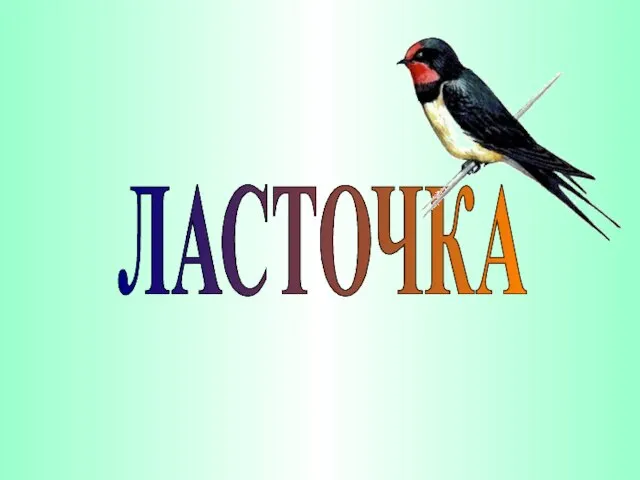 ЛАСТОЧКА