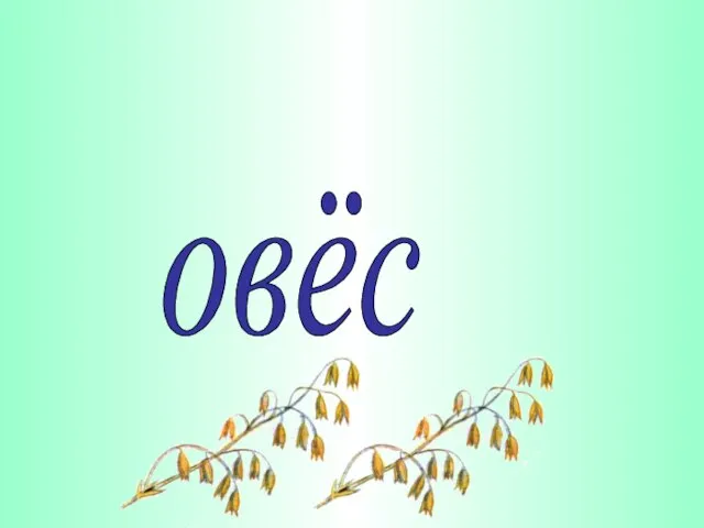 овёс