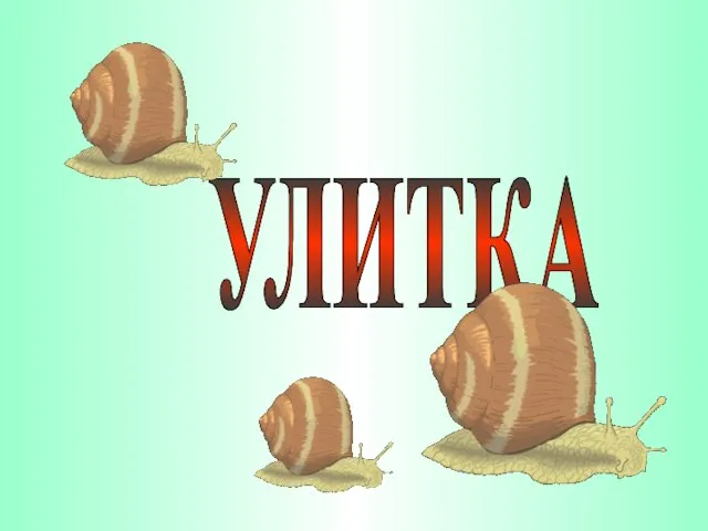 УЛИТКА