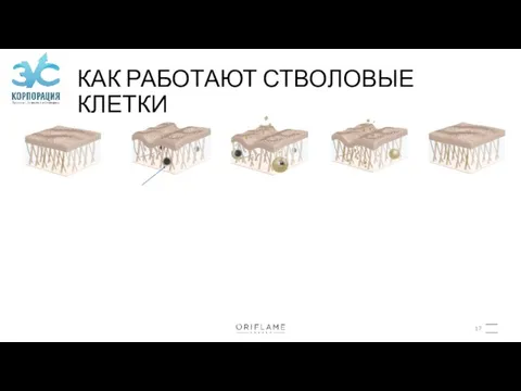 КАК РАБОТАЮТ СТВОЛОВЫЕ КЛЕТКИ