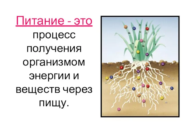 Питание - это процесс получения организмом энергии и веществ через пищу.