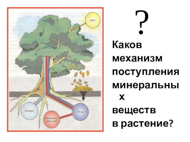 Каков механизм поступления минеральных веществ в растение?