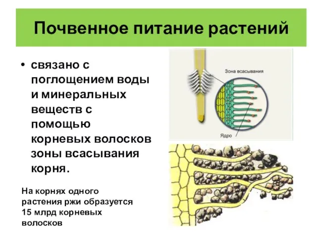 Почвенное питание растений связано с поглощением воды и минеральных веществ с помощью