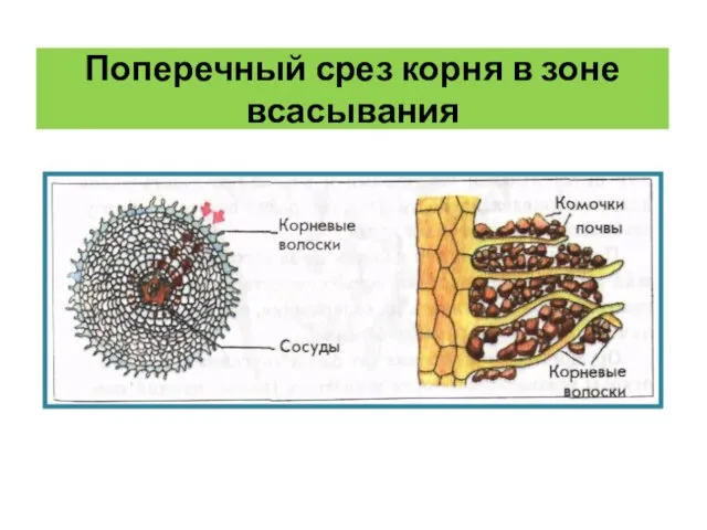 Поперечный срез корня в зоне всасывания