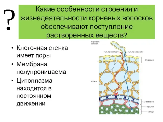 Какие особенности строения и жизнедеятельности корневых волосков обеспечивают поступление растворенных веществ? Клеточная