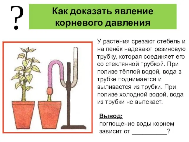 Как доказать явление корневого давления У растения срезают стебель и на пенёк