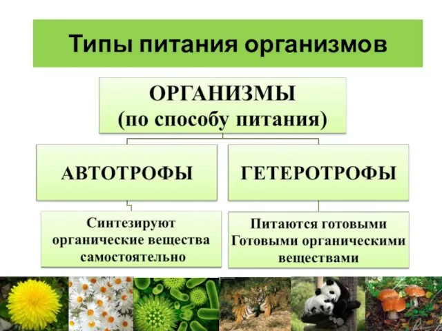 Типы питания организмов