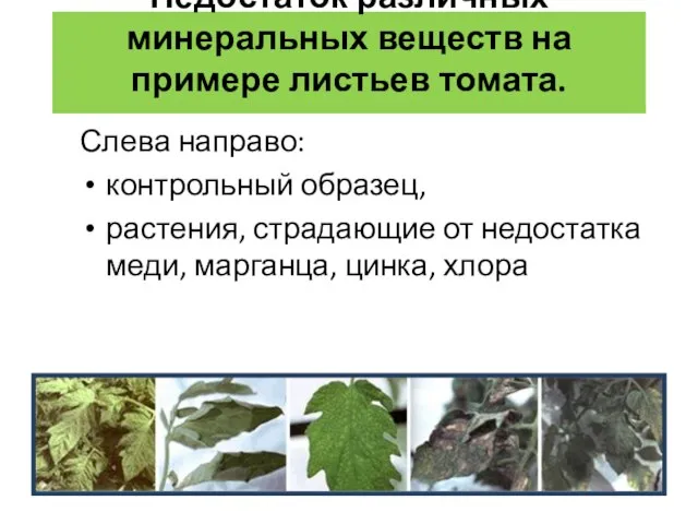 Недостаток различных минеральных веществ на примере листьев томата. Слева направо: контрольный образец,